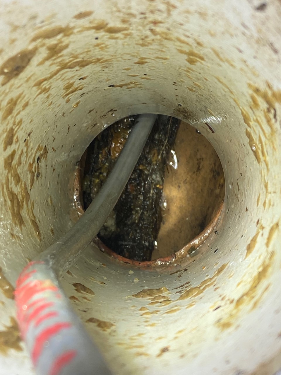 Keeping Pest Out of Your Drains