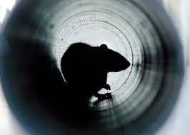 How to Get Rid of Rats in Sewer Pipes